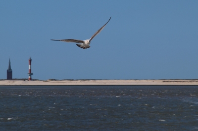 Möwe vor Wangerooge (Hundefan / Pixabay)  Pixabay Lizenz 
Infos zur Lizenz unter 'Bildquellennachweis'